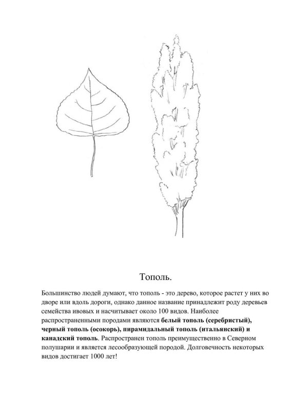 Рисование тополя