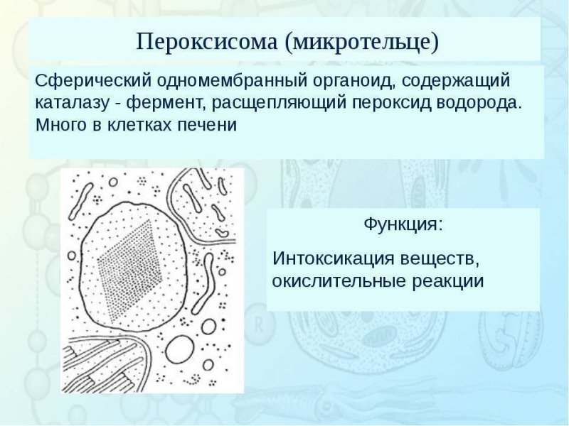 Пероксисома функции