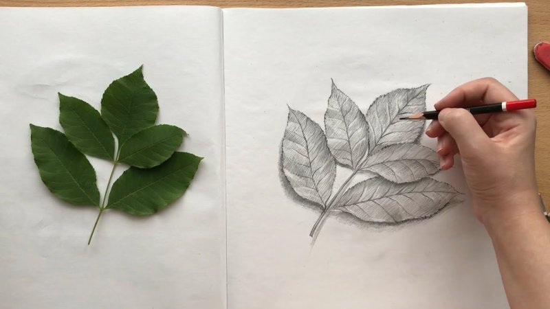 Рисунок листьев карандашом