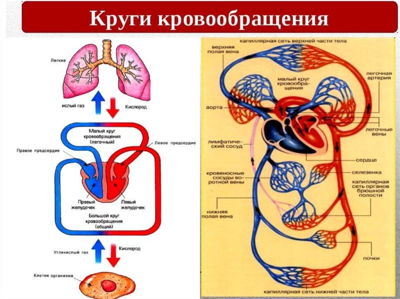 Большой и малый круг кровообращения