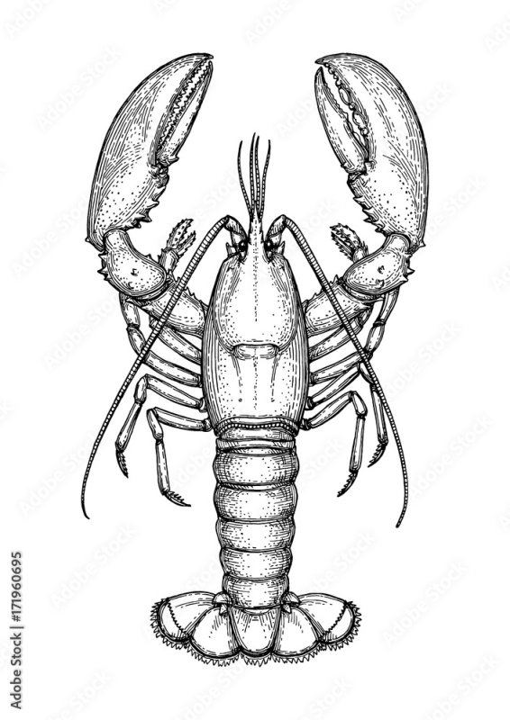Ракообразные рисунок