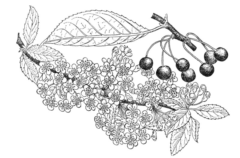 Рябина рисунок