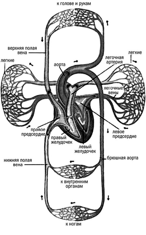 Схема большого и малого круга кровообращения схема
