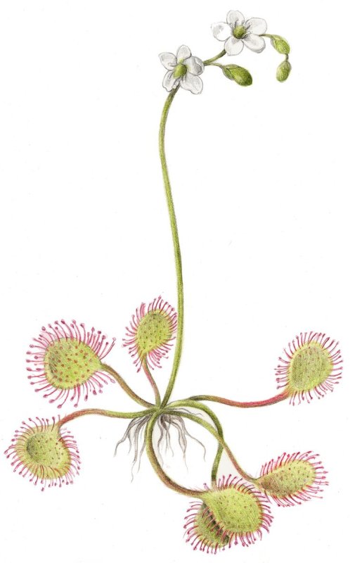 Росянка (Drosera)