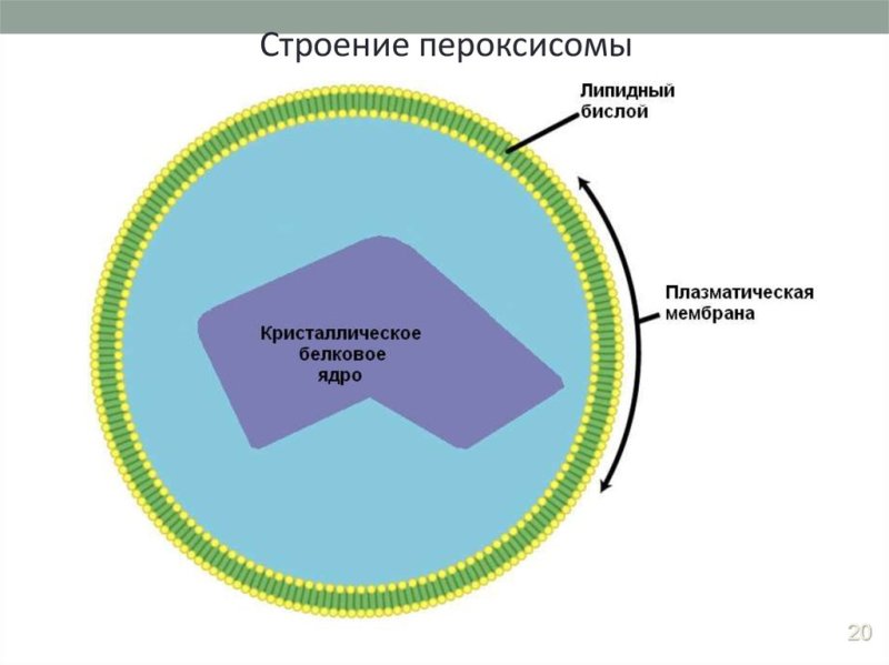 Пероксисомы строение