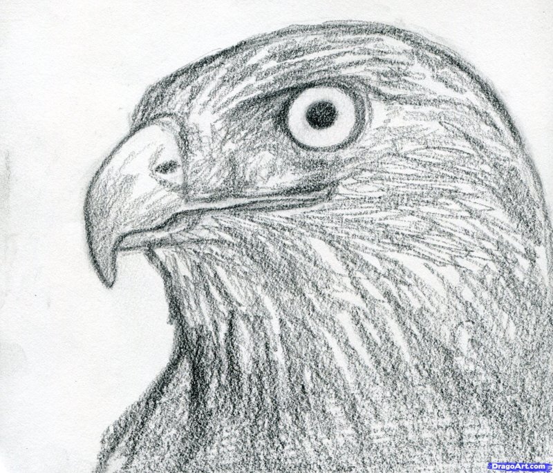 Беркут рисунок
