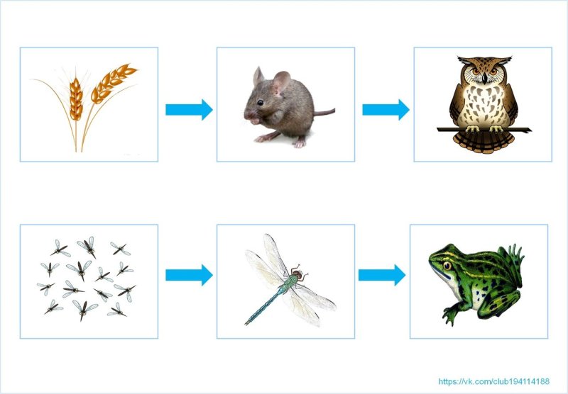 2 цепочки питания животных