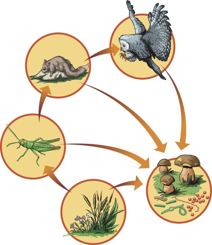 пищевая цепочка в природе