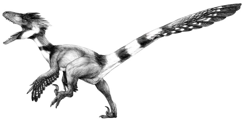 Dromaeosaurus albertensis