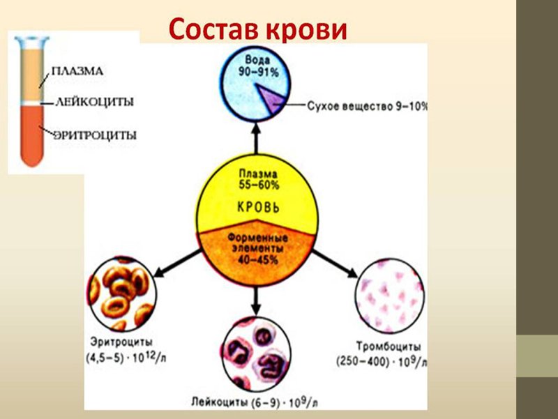 из чего состоит кровь