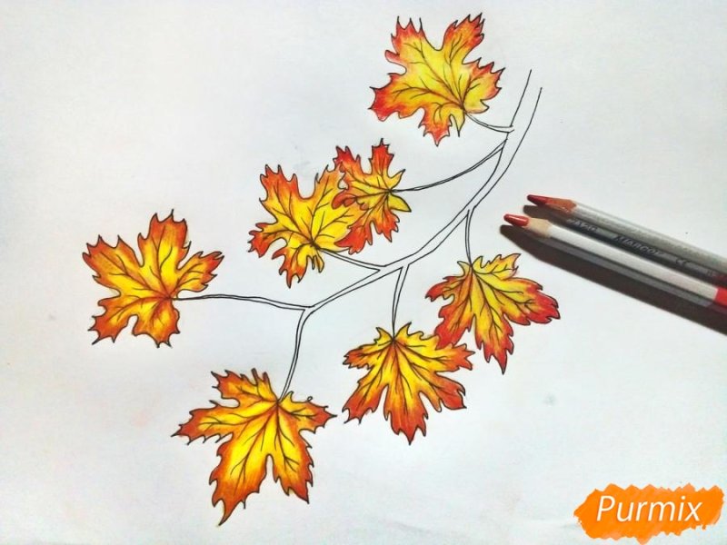 лист клена карандашом