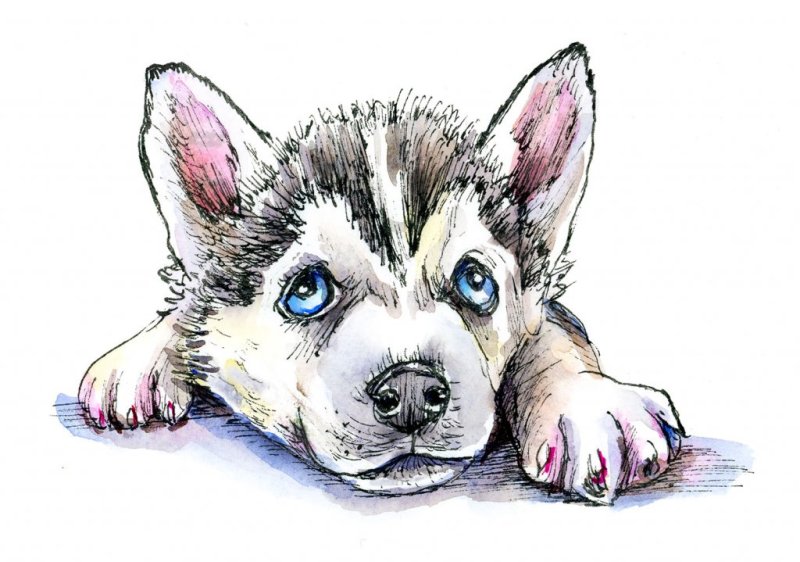 Щенок хаски рисунок