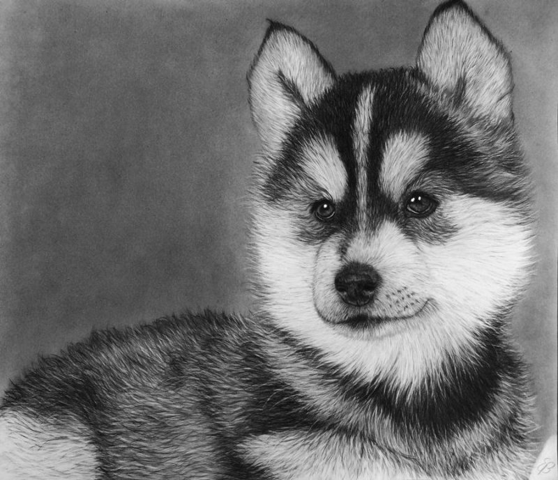 Сибирский хаски