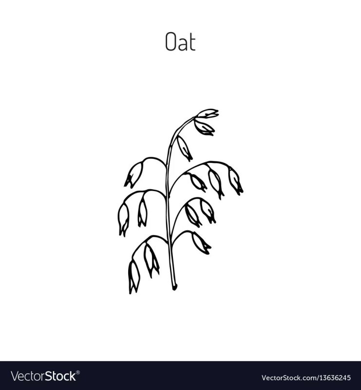 Овес раскраска для детей