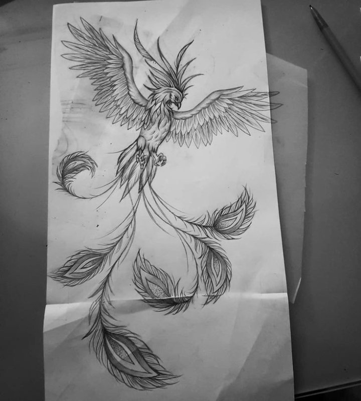 Птица Феникс рисунок