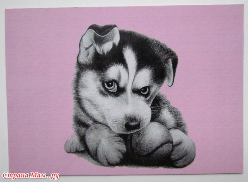 собака хаски рисунок