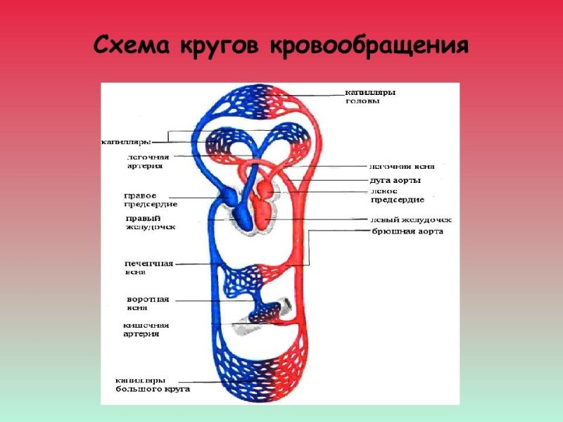 Схема малого круга кровообращения анатомия