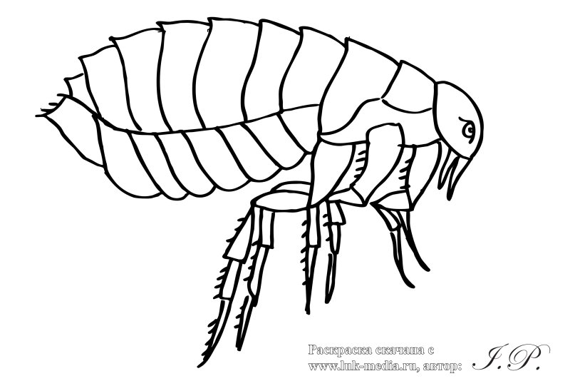 Блоха раскраска