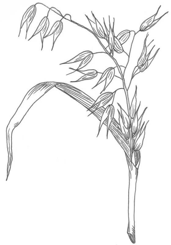 овсюг обыкновенный