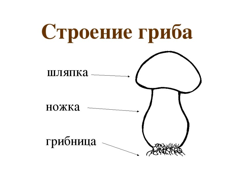Строение шляпочного гриба