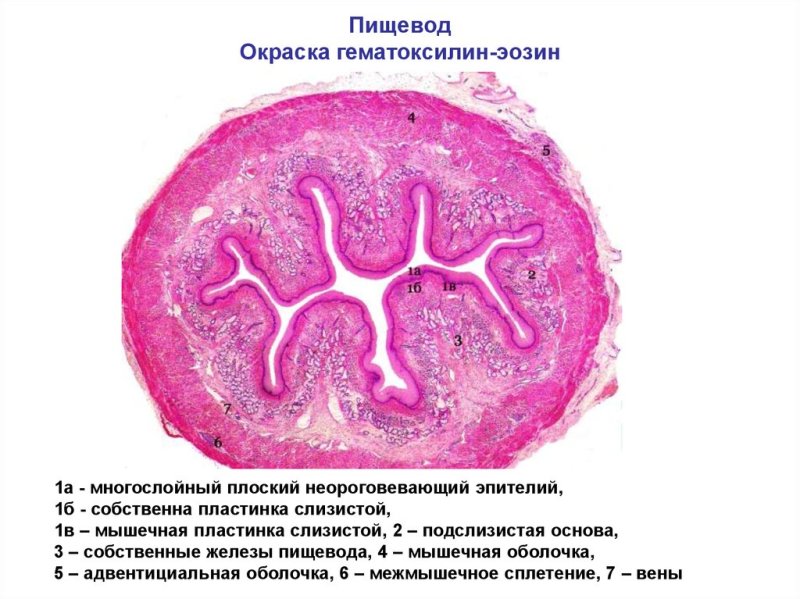 Слизистая оболочка пищевода гистология