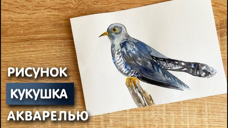 Как нарисовать кукушку ребенку