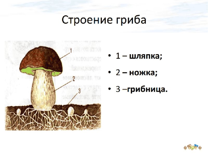 Рисунок схема шляпочного гриба