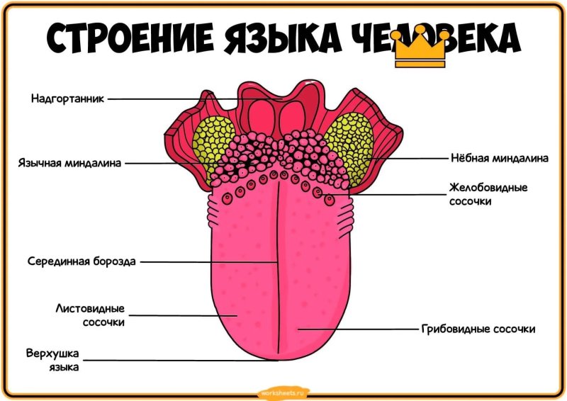 Анатомические структуры языка