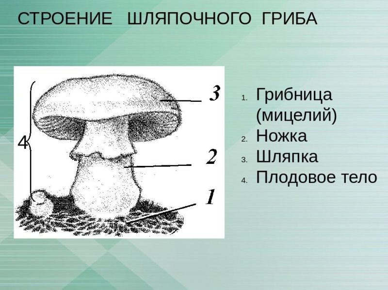 Строение шляпочного гриба рисунок
