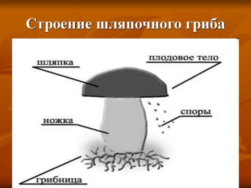 Строение шляпочного гриба