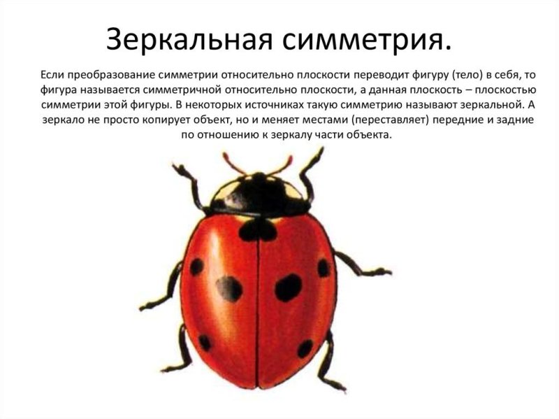 Зеркальная симметрия примеры из жизни