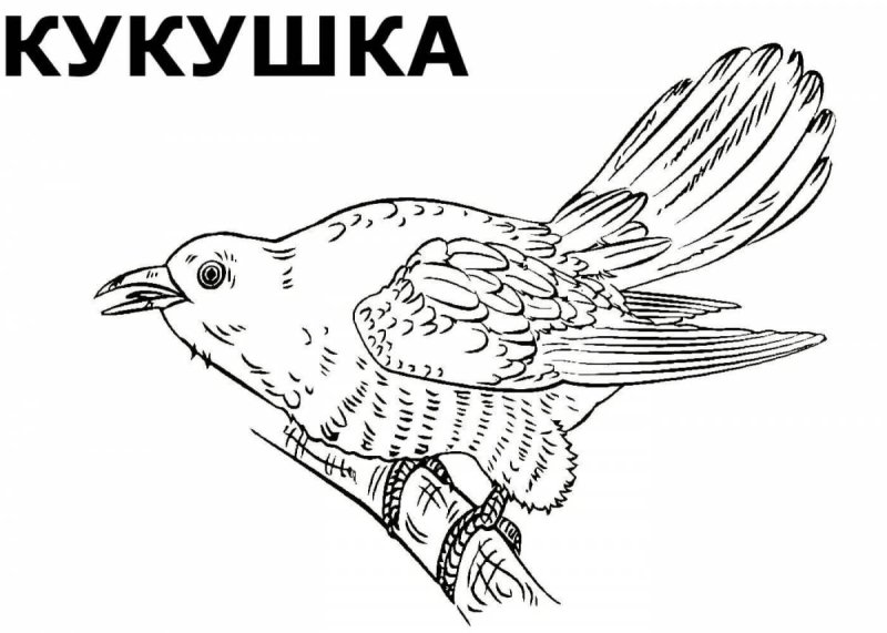 Кукушка раскраска
