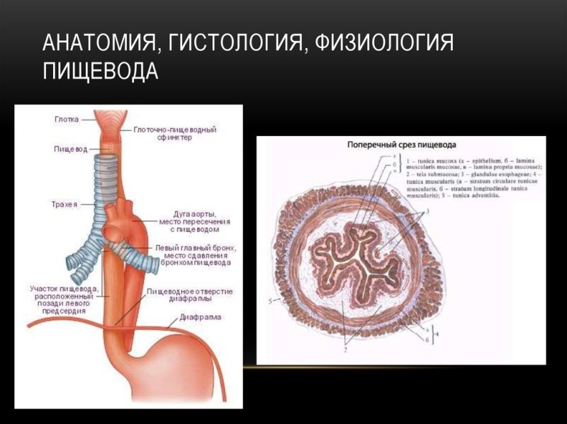 Рисунок поперечный срез пищевода