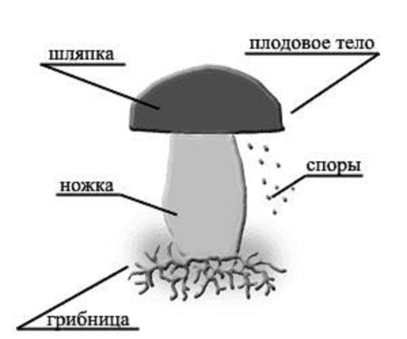 Строение гриба 3 класс окружающий мир