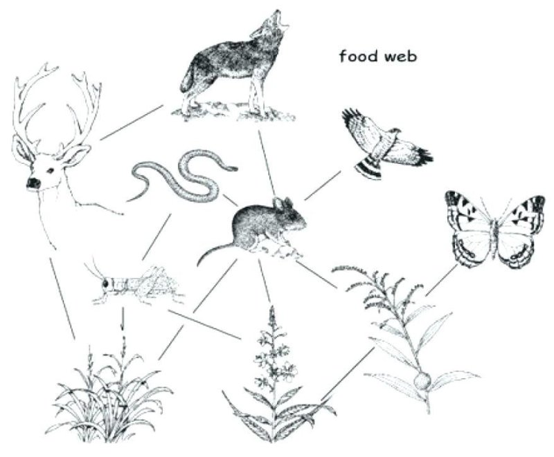 схема пищевых связей обитателей леса