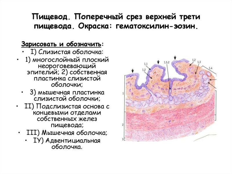 Срез пищевода гистология препарат