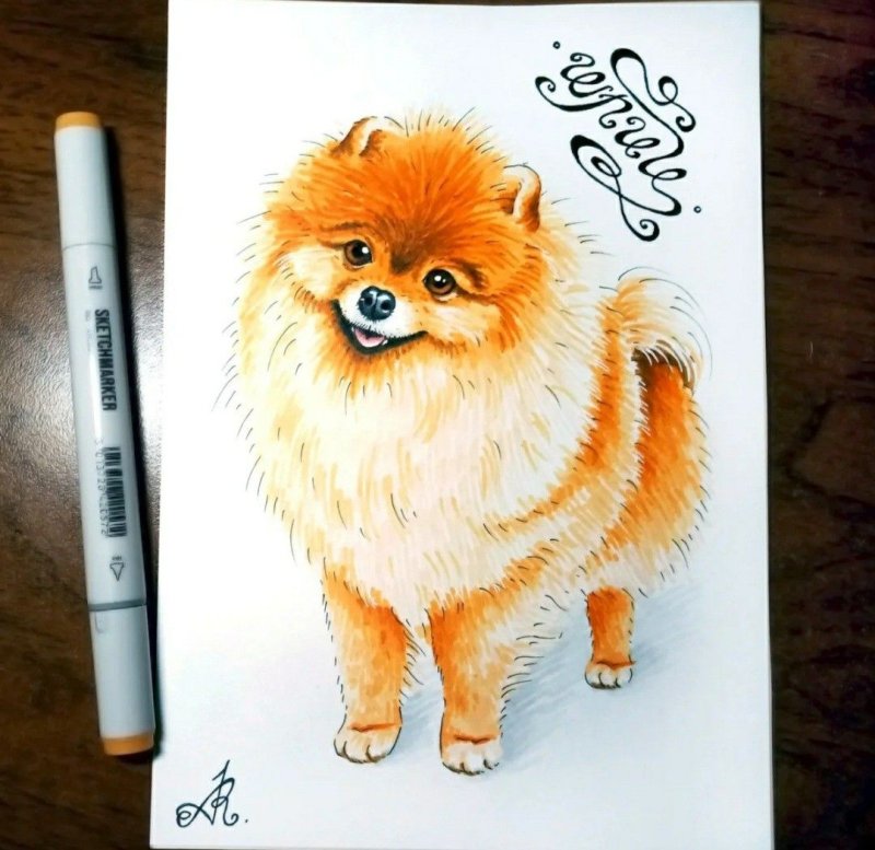 померанский шпиц рисунок