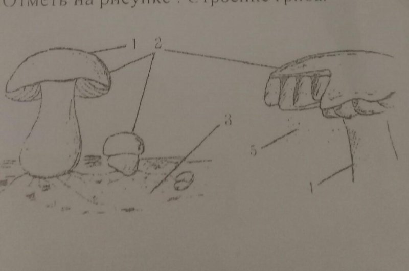 Части гриба рисунок