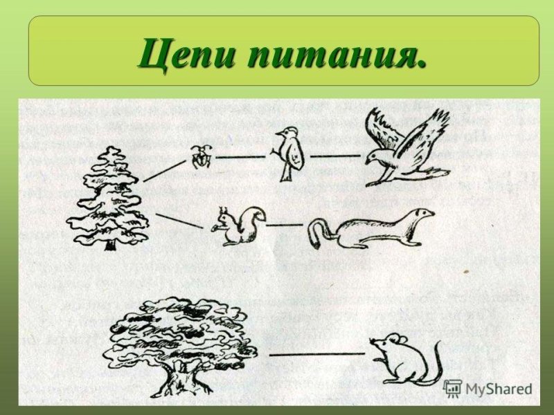 Цепь питания