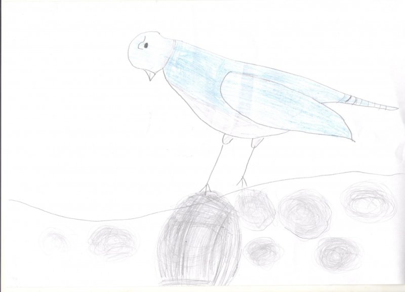 Поэтапное рисование кукушки