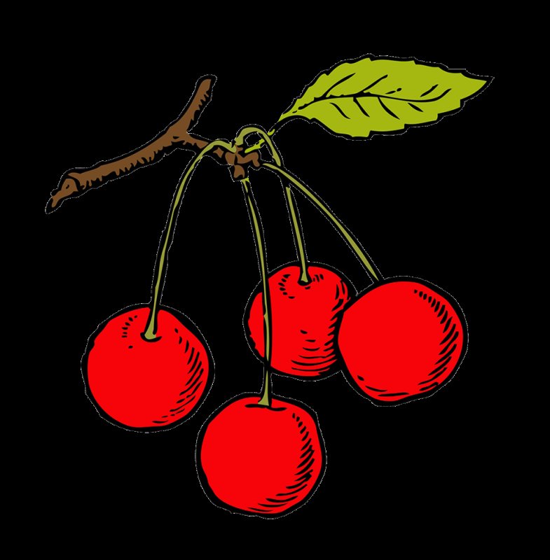 Вишня рисунок