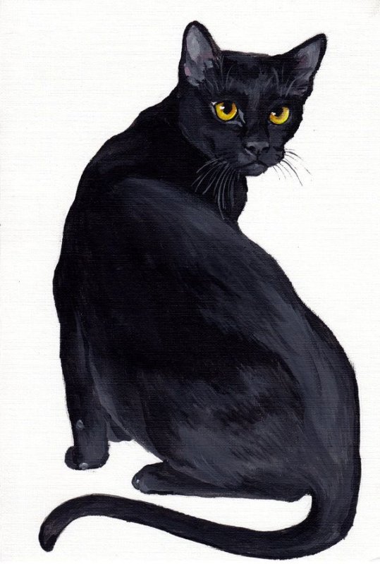 Чёрный кот