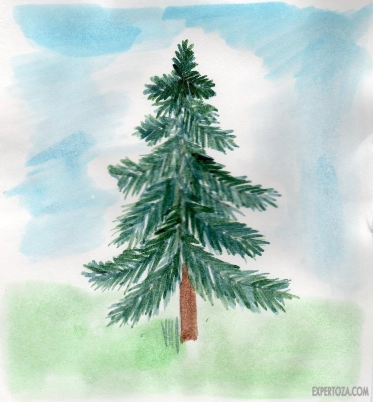 Рисование ель