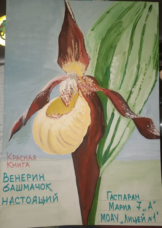 Венерин башмачок нарисовать