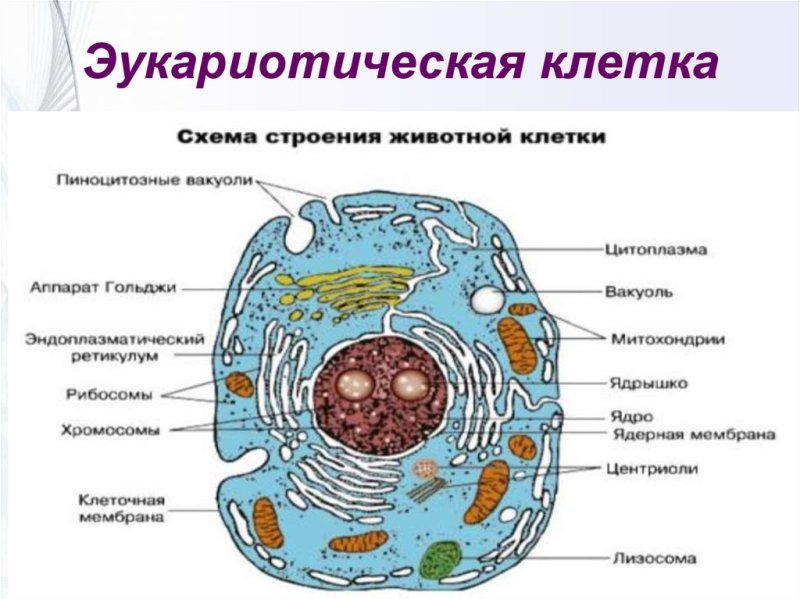 Органоиды эукариотической клетки строение