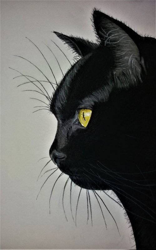 Чёрный кот
