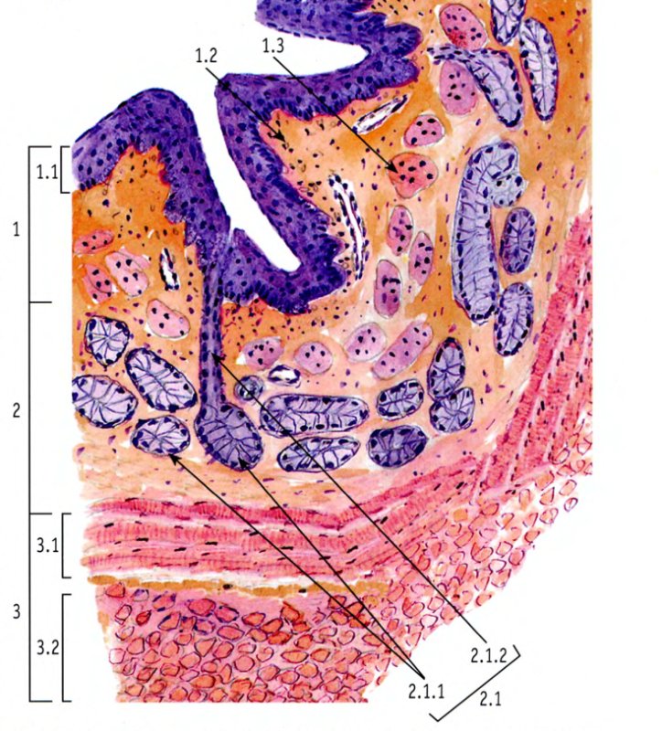 Поперечный срез пищевода гистология