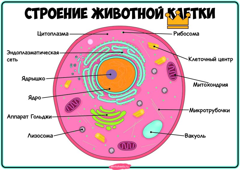 Строение человеческой клетки клетки
