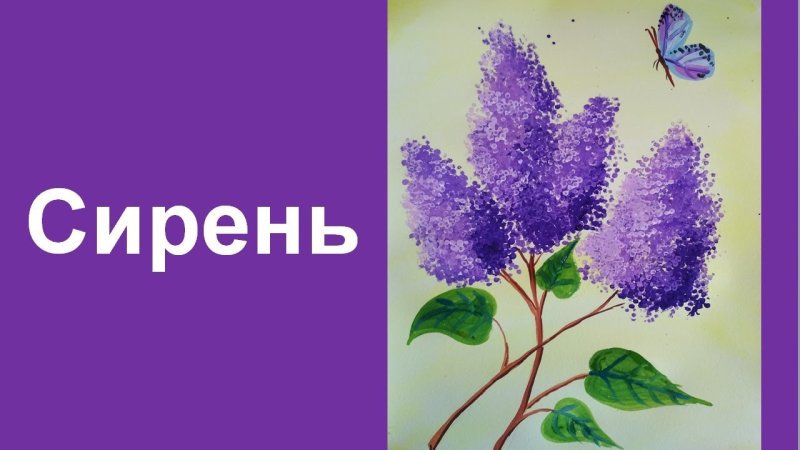 Романс сирень