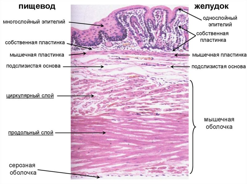Строение стенки пищевода гистология